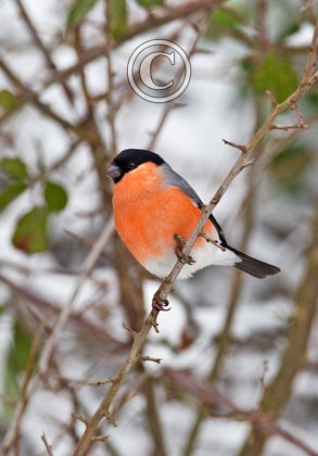 Male Bullfinch DM1454